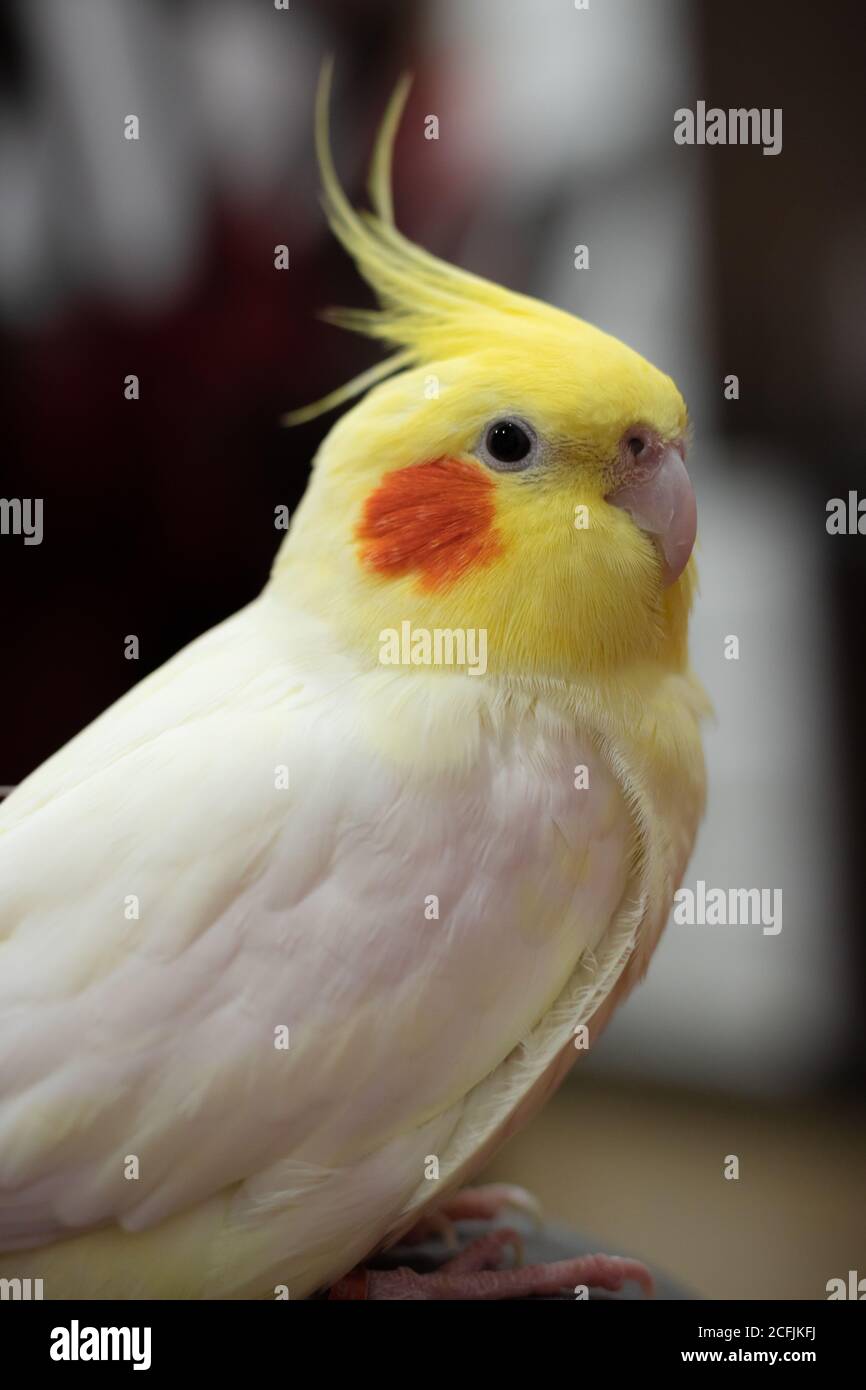 Cockatiel baby hi-res stock photography and images - Alamy