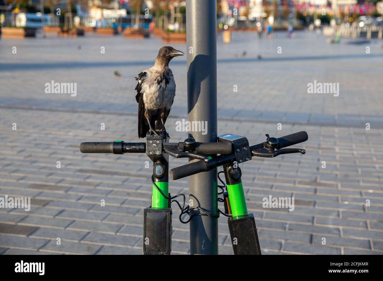 Single crow riding an electric scooter Stock Photo