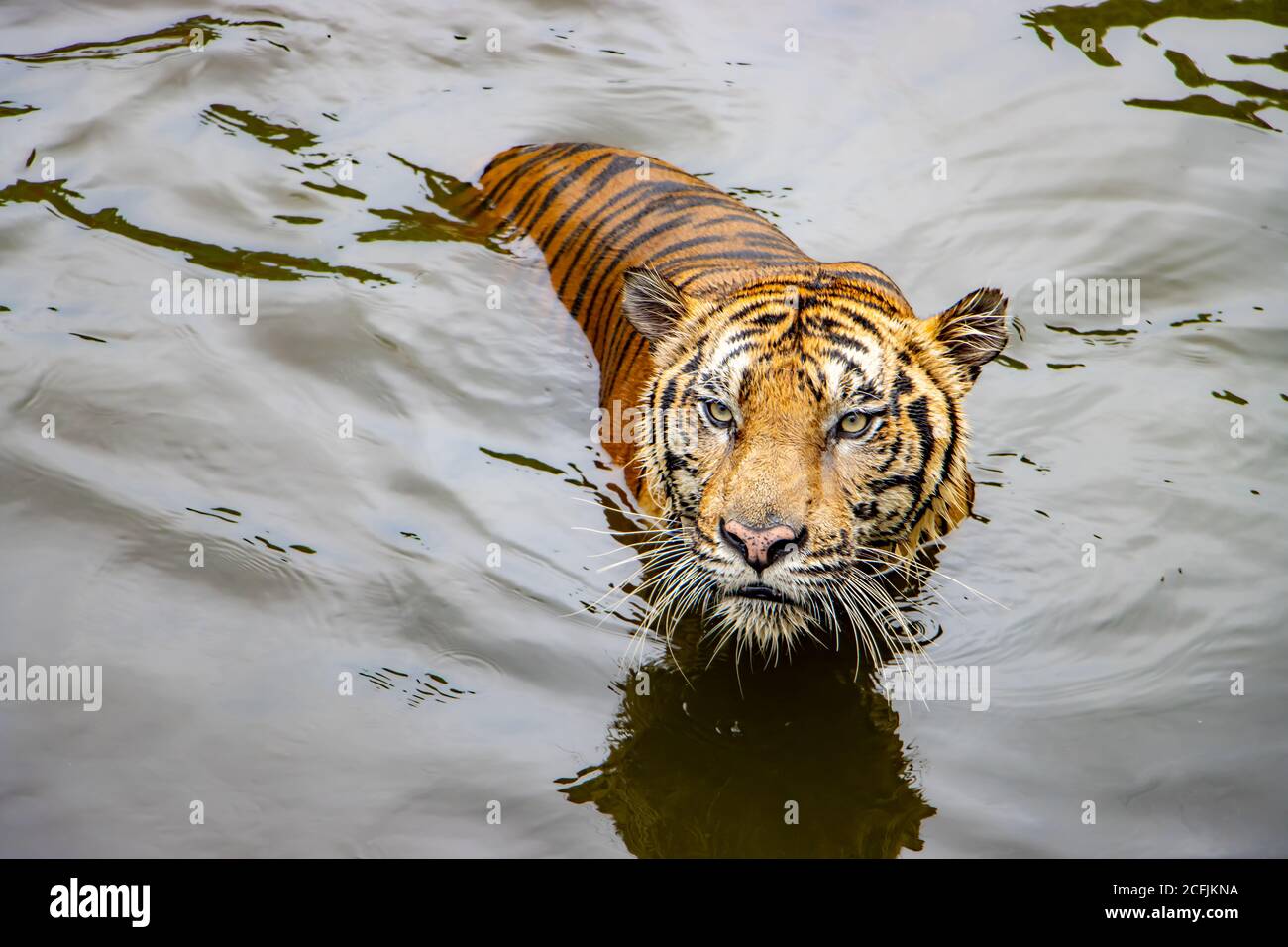 The tiger swims on the water. The tiger stands in the water and looks i front. Stock Photo