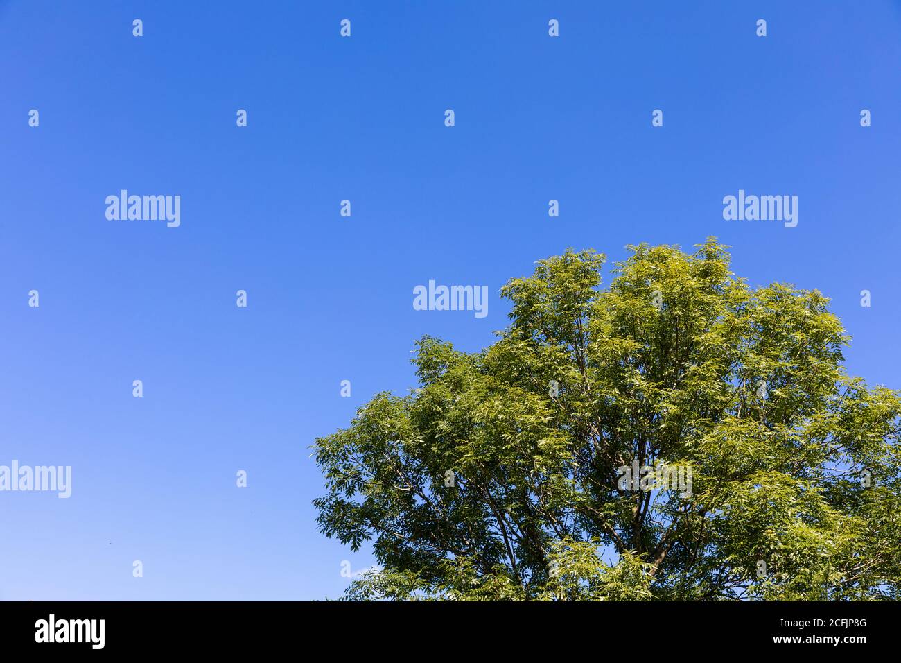 Low angle shot of a tree under a blue and sunny sky Stock Photo - Alamy