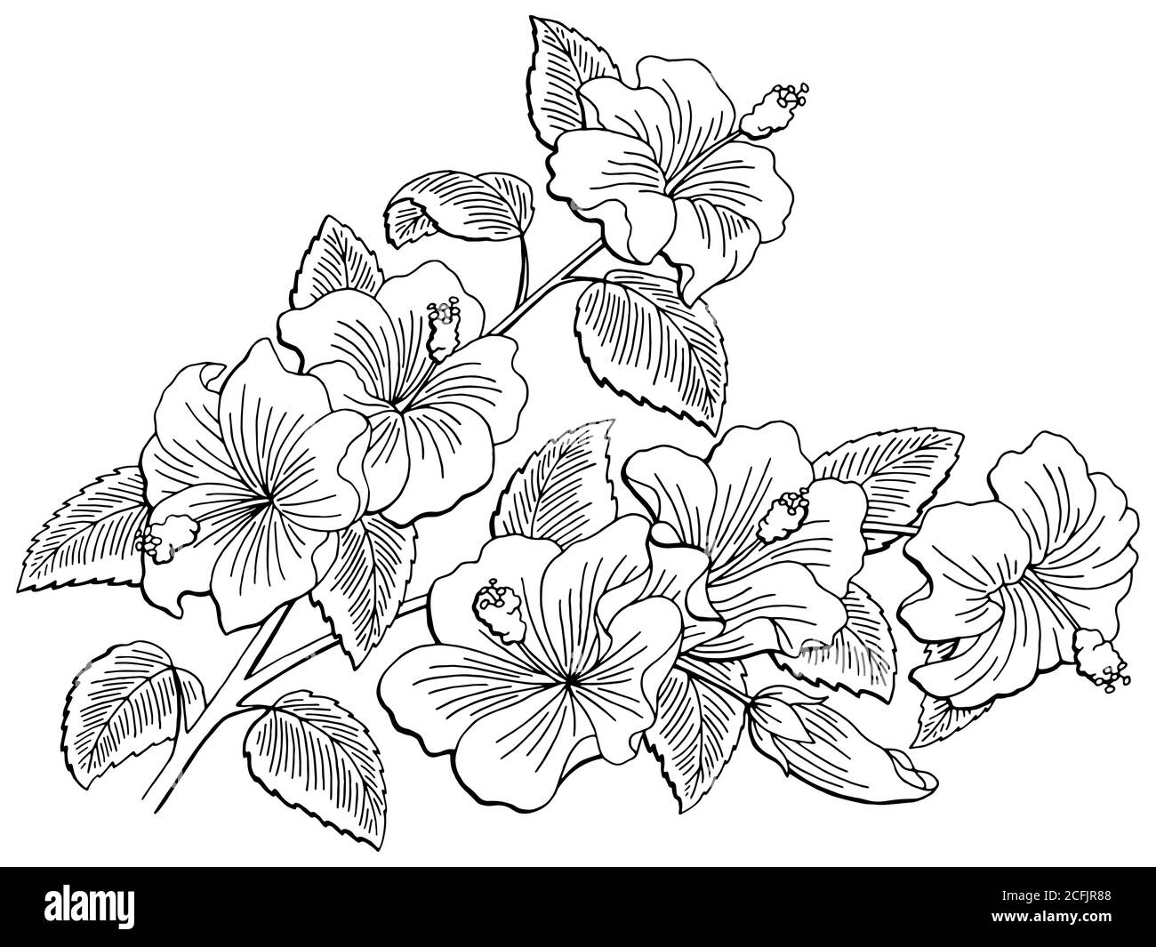 Roselle Flower Branch Graphic Black White Isolated Sketch Illustration 