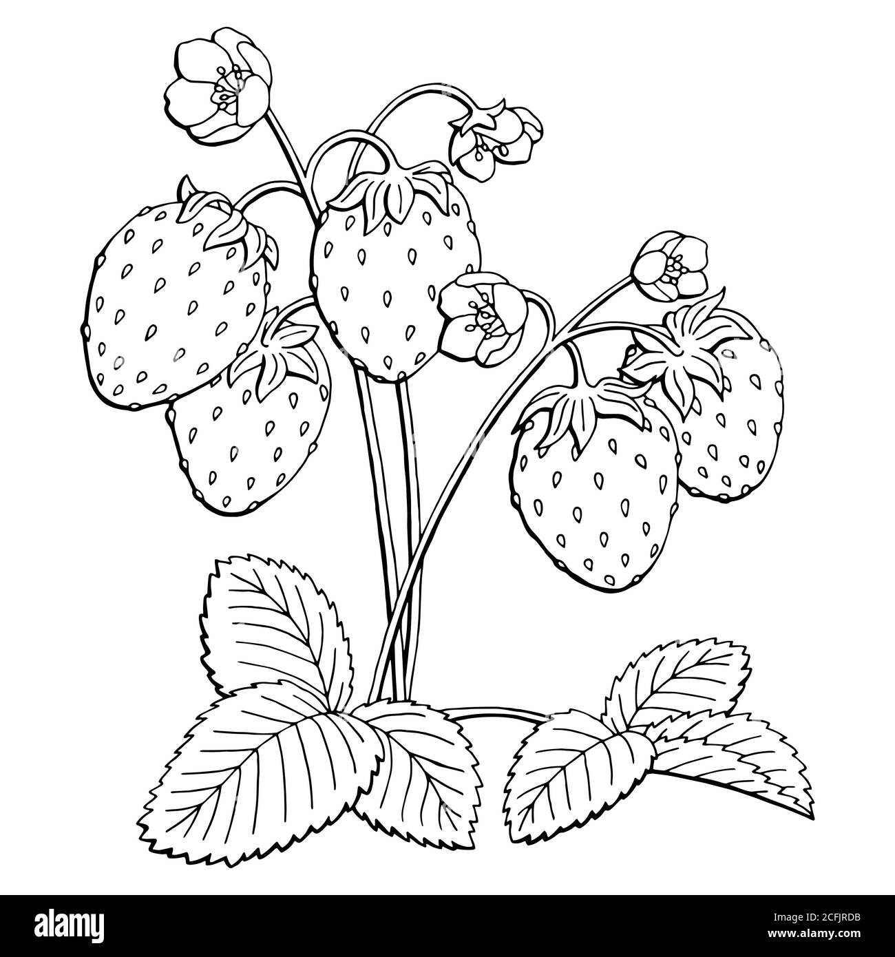 Wild Strawberry Fact Sheet - Signs of the Seasons: A New England Phenology  Program - University of Maine Cooperative Extension