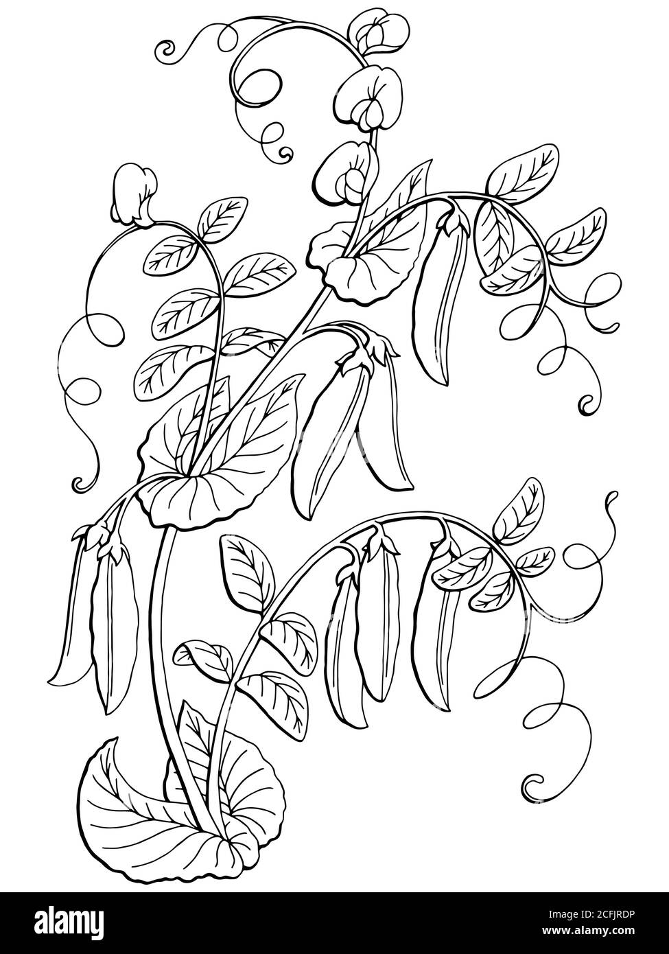 Sweet Pea Flower Botanical Drawing Drawing by Irina Sztukowski  Fine Art  America