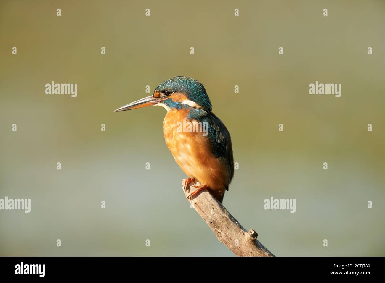 Kingfisher waiting sun a branch in Alviano lake Stock Photo
