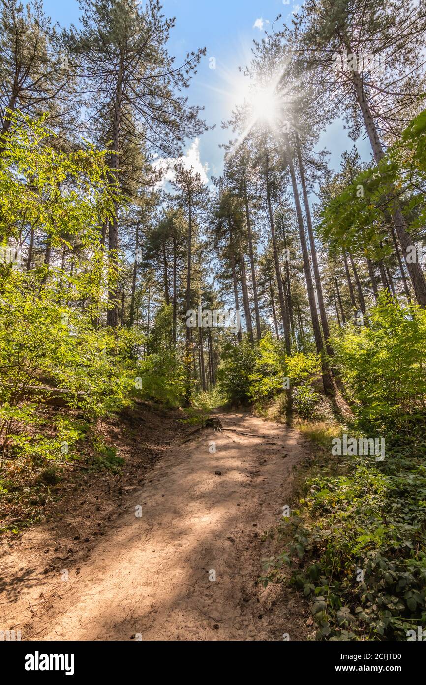 Hiking trail through the sunny forest. Stock Photo