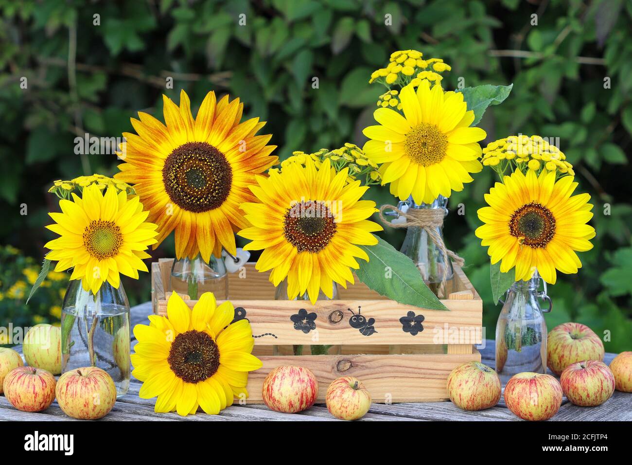 summer garden decoration with sunflowers in glass bottles and apples Stock Photo