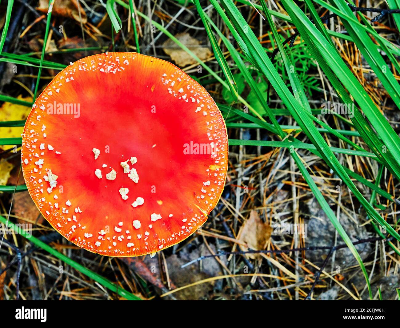 poisonous mushroom red amanita in the wild Stock Photo Alamy