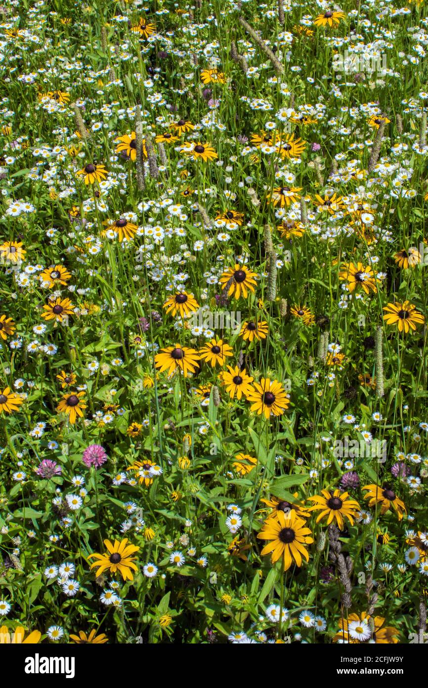 Meadow Wildflowers including Black-eyed Susan and Daisy Fleabane growing naturally in a wild summer meadow in Pennsylvania’s Pocono Mountains. Stock Photo