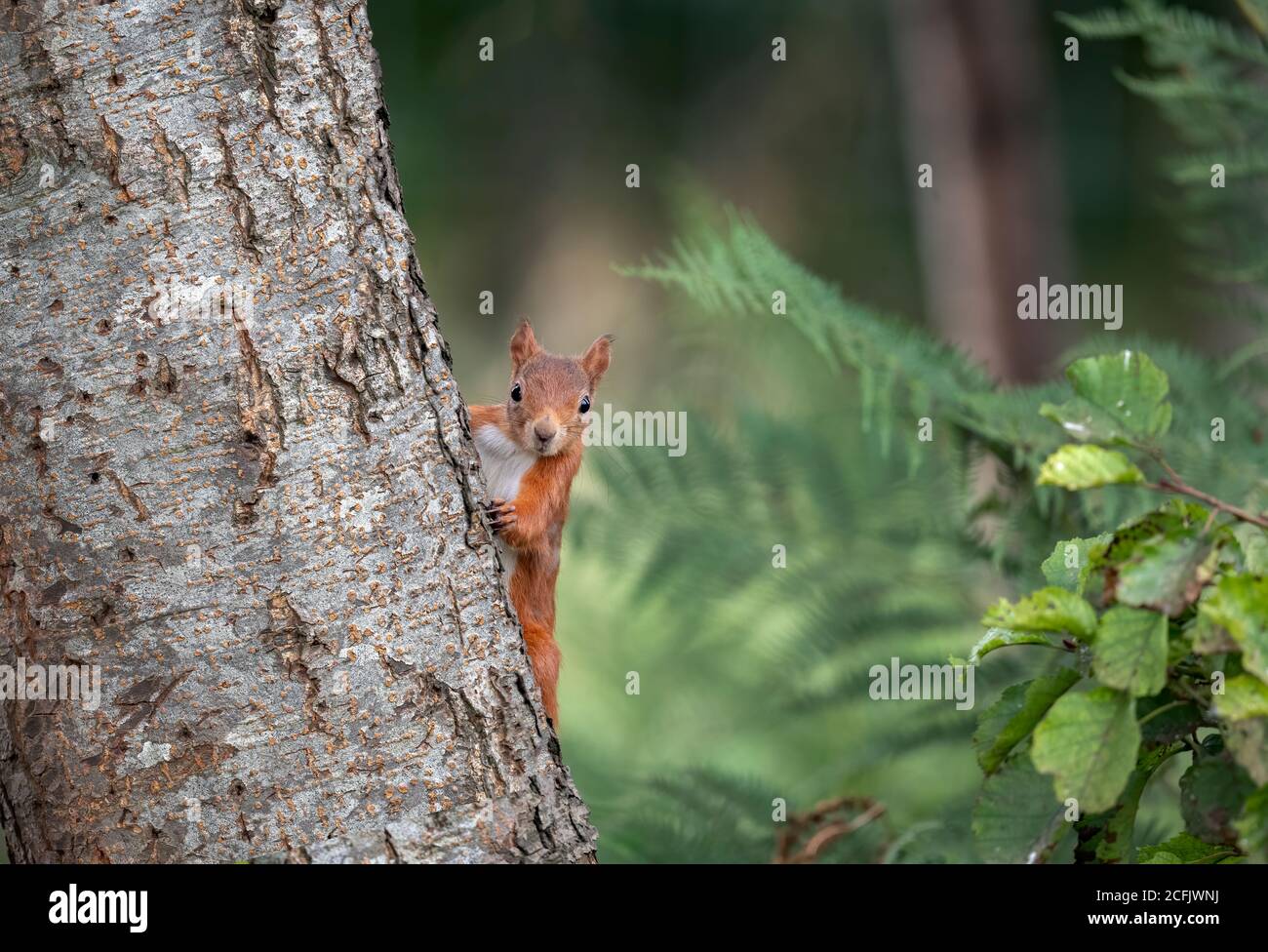Red squirrel scotland Stock Photo