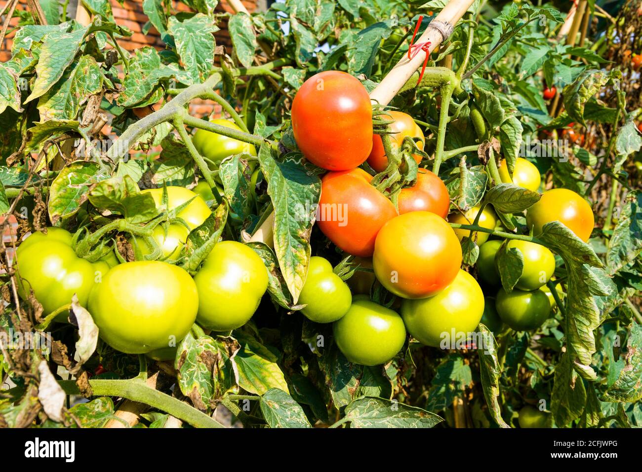 Branch of fresh tomatoes hanging on trees in the organic farm Stock ...