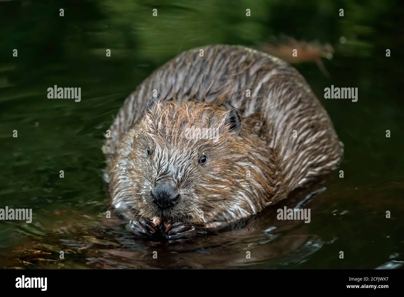 Beaver in scotland Stock Photo - Alamy