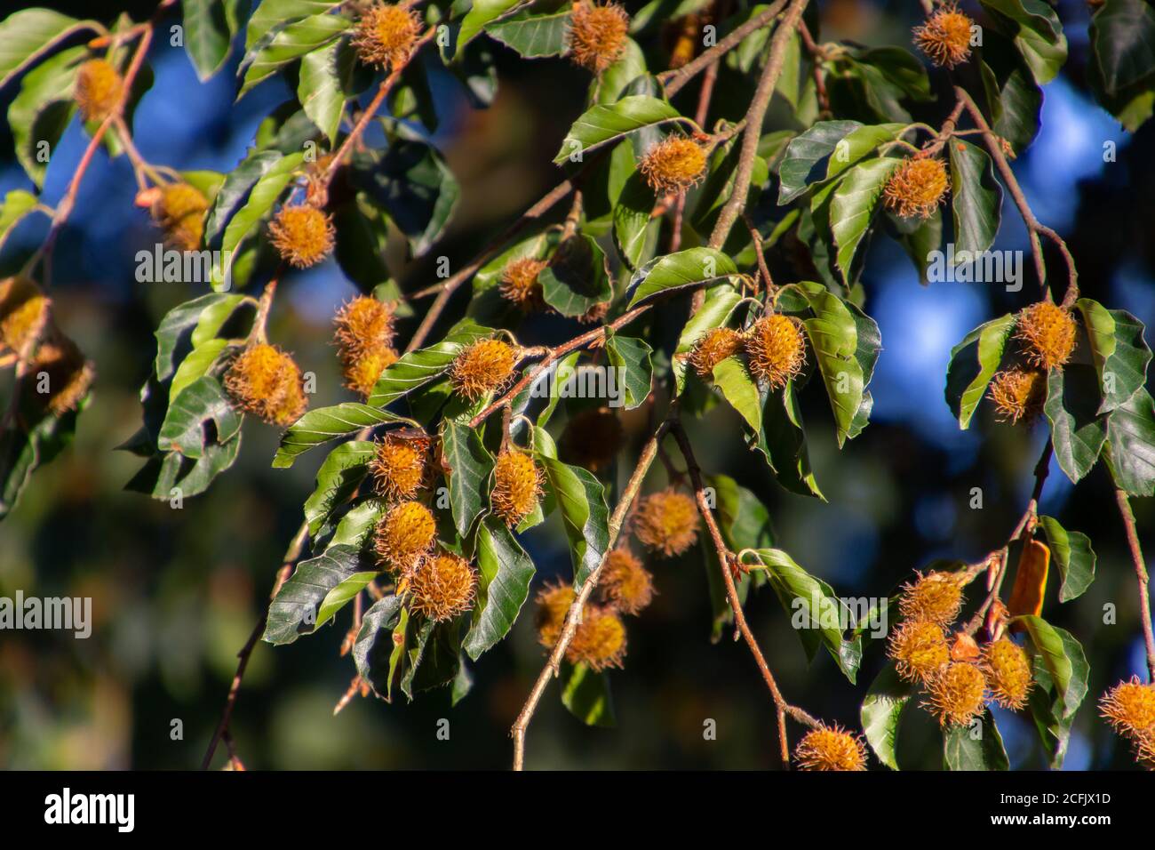 Beechnut hanging on a branch of a beech tree, also called Fagus sylvatica or Buchecker Stock Photo