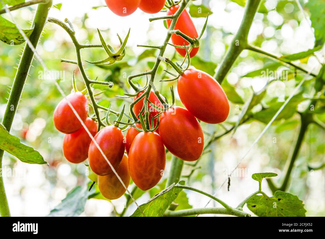 Branch of fresh cherry tomatoes hanging on trees in the organic farm ...