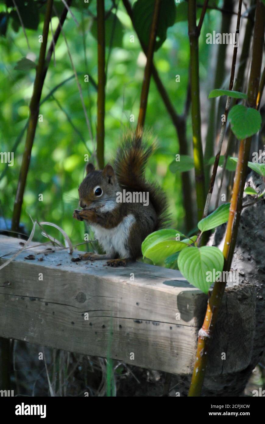 Red baby squirrel taken at Honey Harbour, Ontario CA Stock Photo