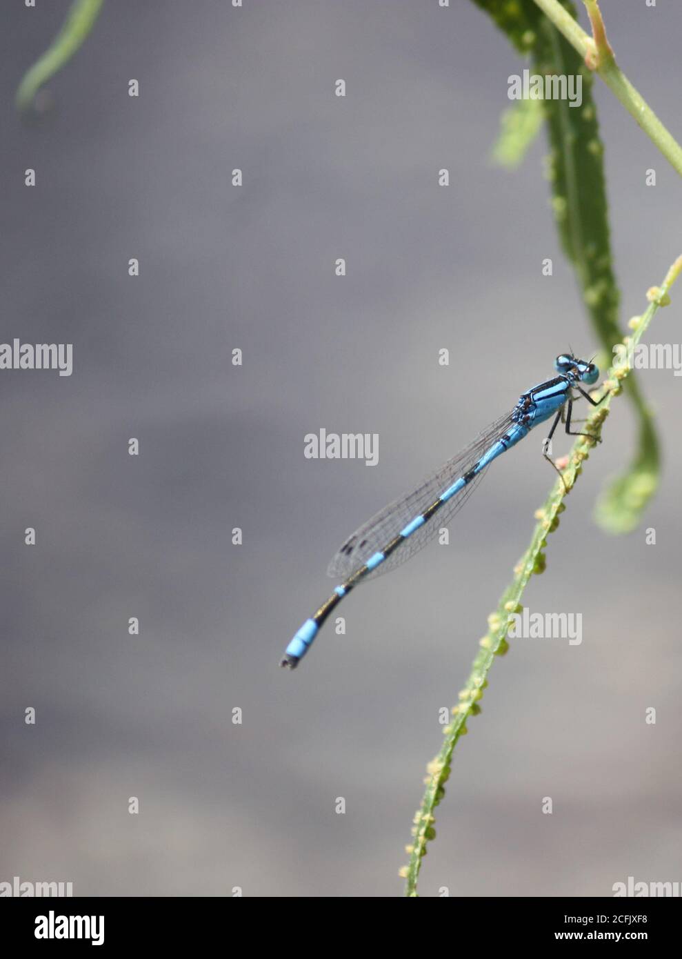 Closeup of a Common Blue Damselfly at peace, laying eggs and resting on the leaf of a pond plant Stock Photo