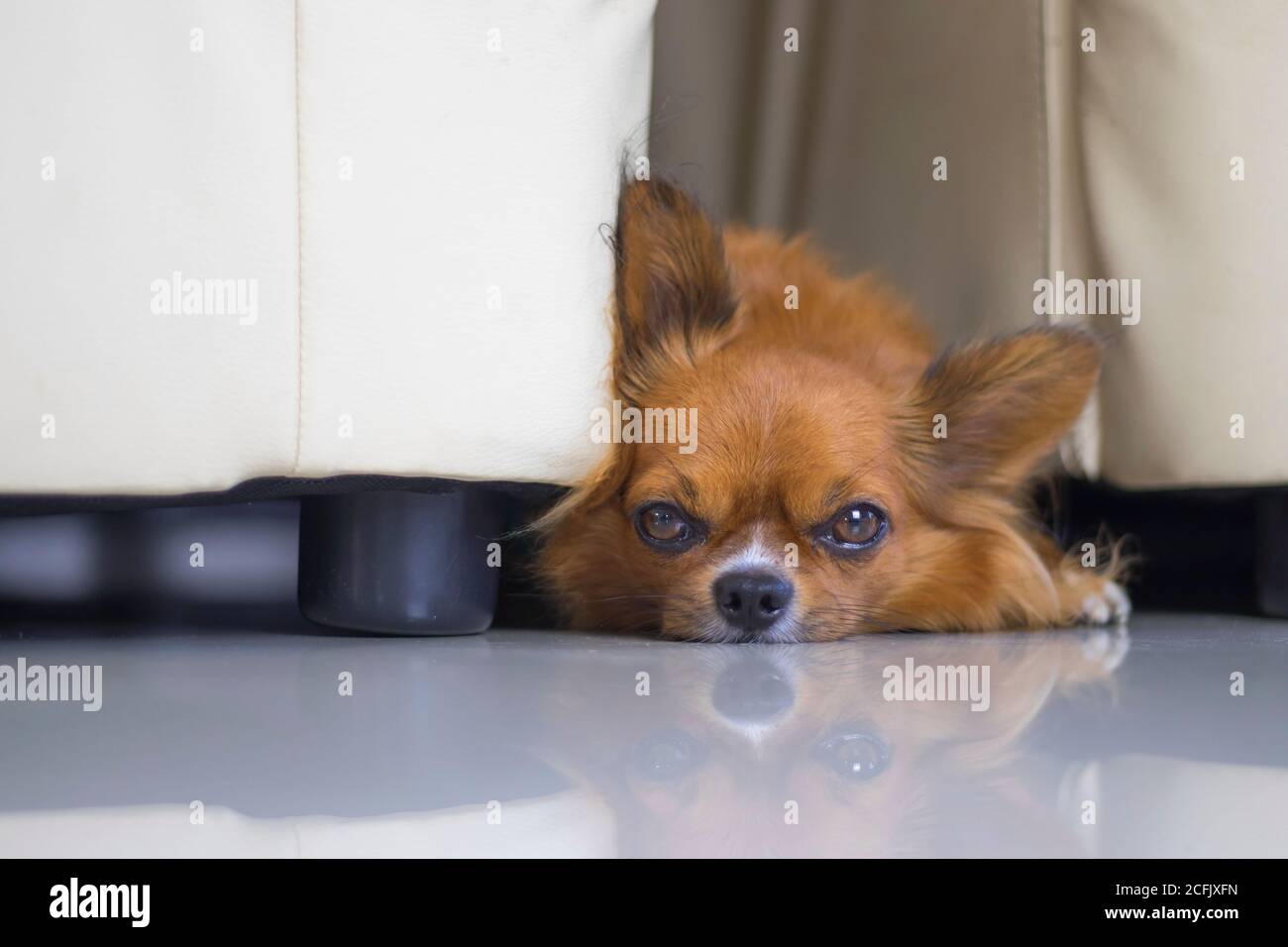 The chihuahua popped out of the gap between the chairs. Stock Photo