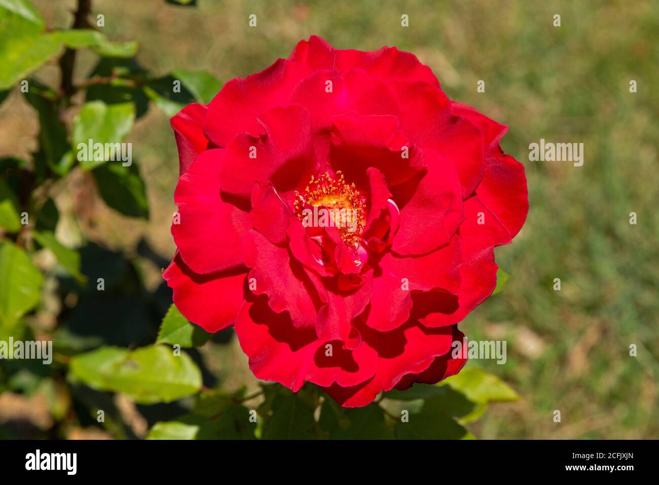 red rose, Umag, Istria, Croatia Stock Photo