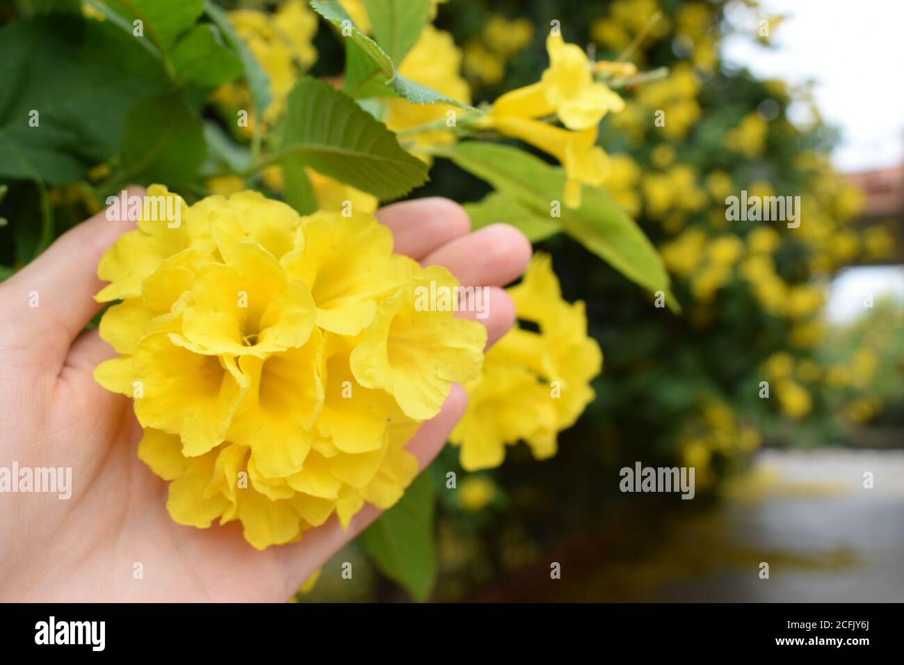 Yellow flowers of the tekoma tree in hand against the background of a blooming garden Stock Photo