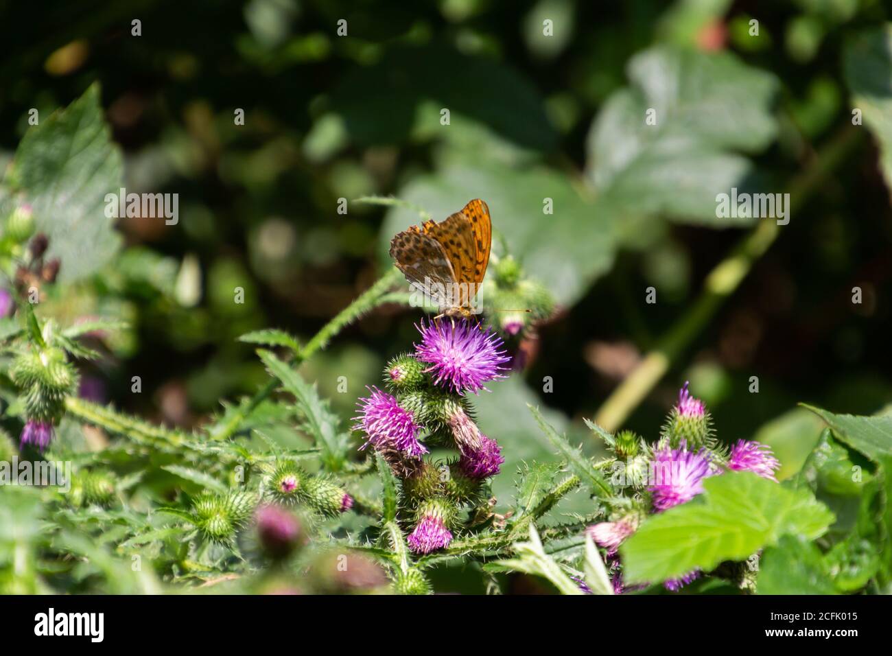 silver washed fritillary butterfly (Argynnis paphia) sitting on a thistle Stock Photo