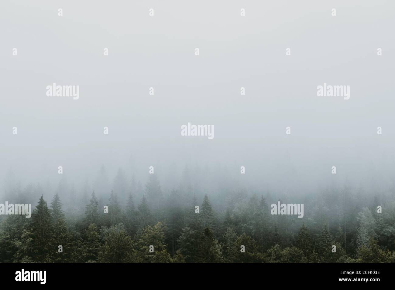 Pine tree forest fog hi-res stock photography and images - Alamy