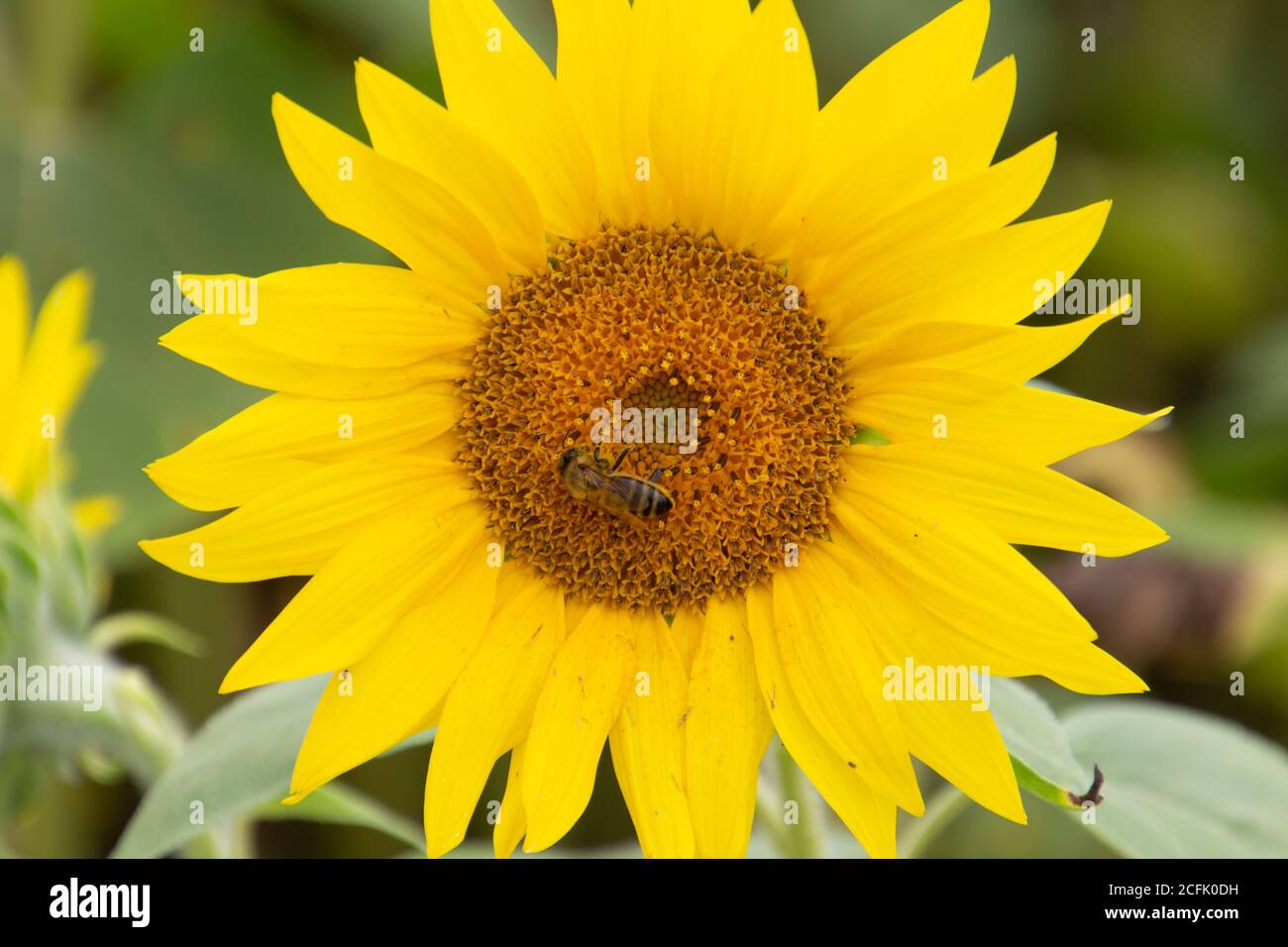 Close up of bee collecting nectar in a sunflower Stock Photo