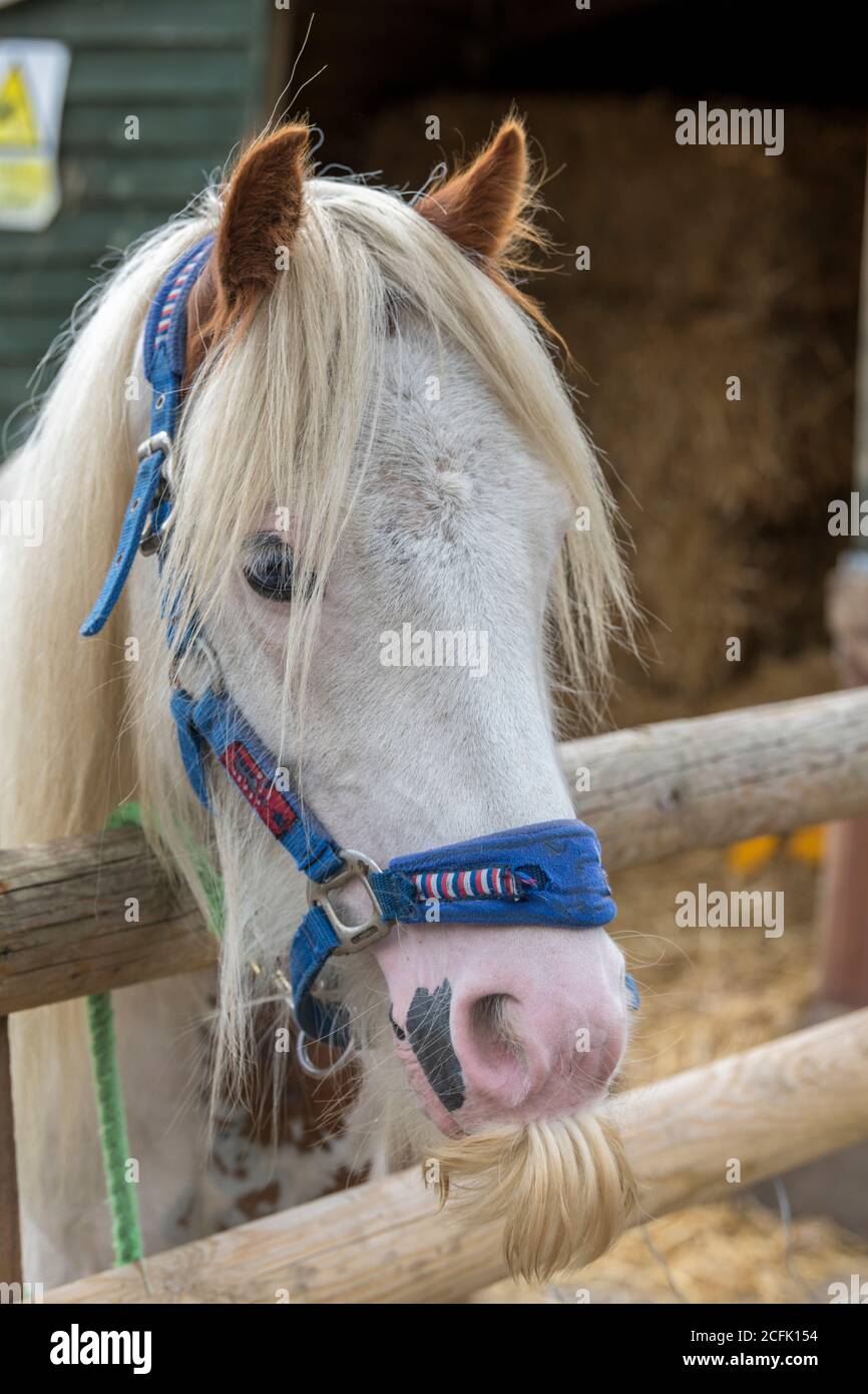 A head shot of a Welsh Cob stallion looking over a fence. Stock Photo