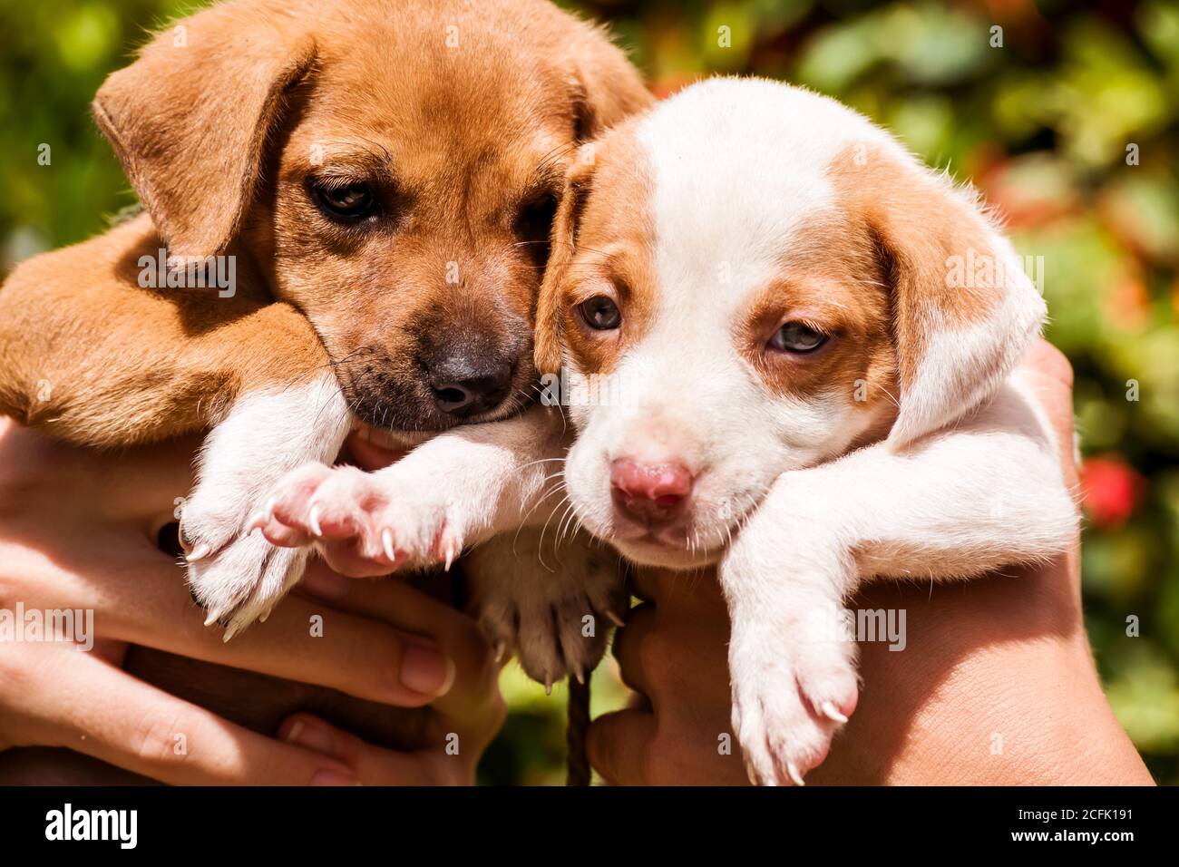 Close up photo of two little female puppies being lifted together by human hands. Stock Photo