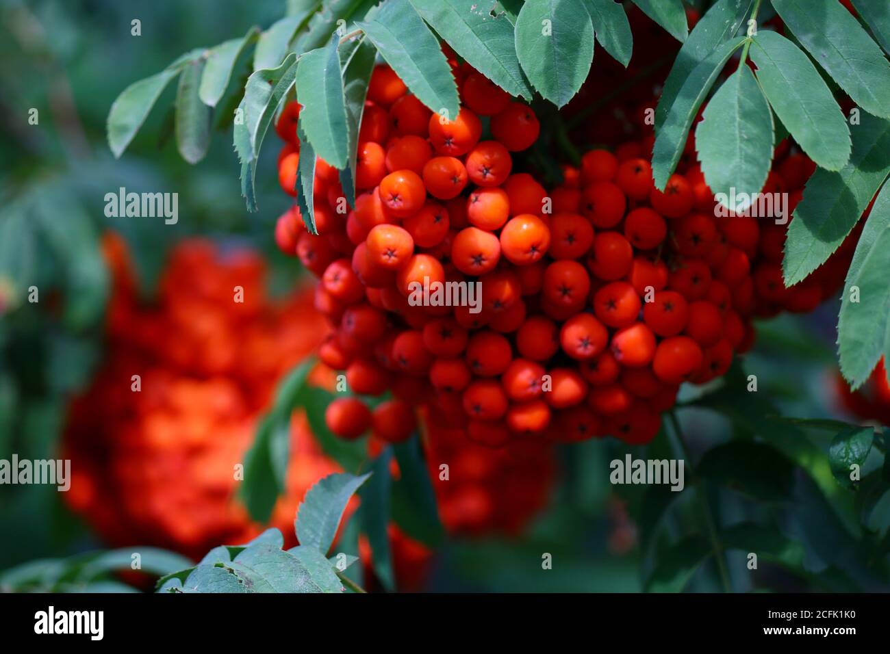 Branch with bright red rowanberries or ashberry on an ash tree with the background of green tree leaves in a wild forest. Stock Photo