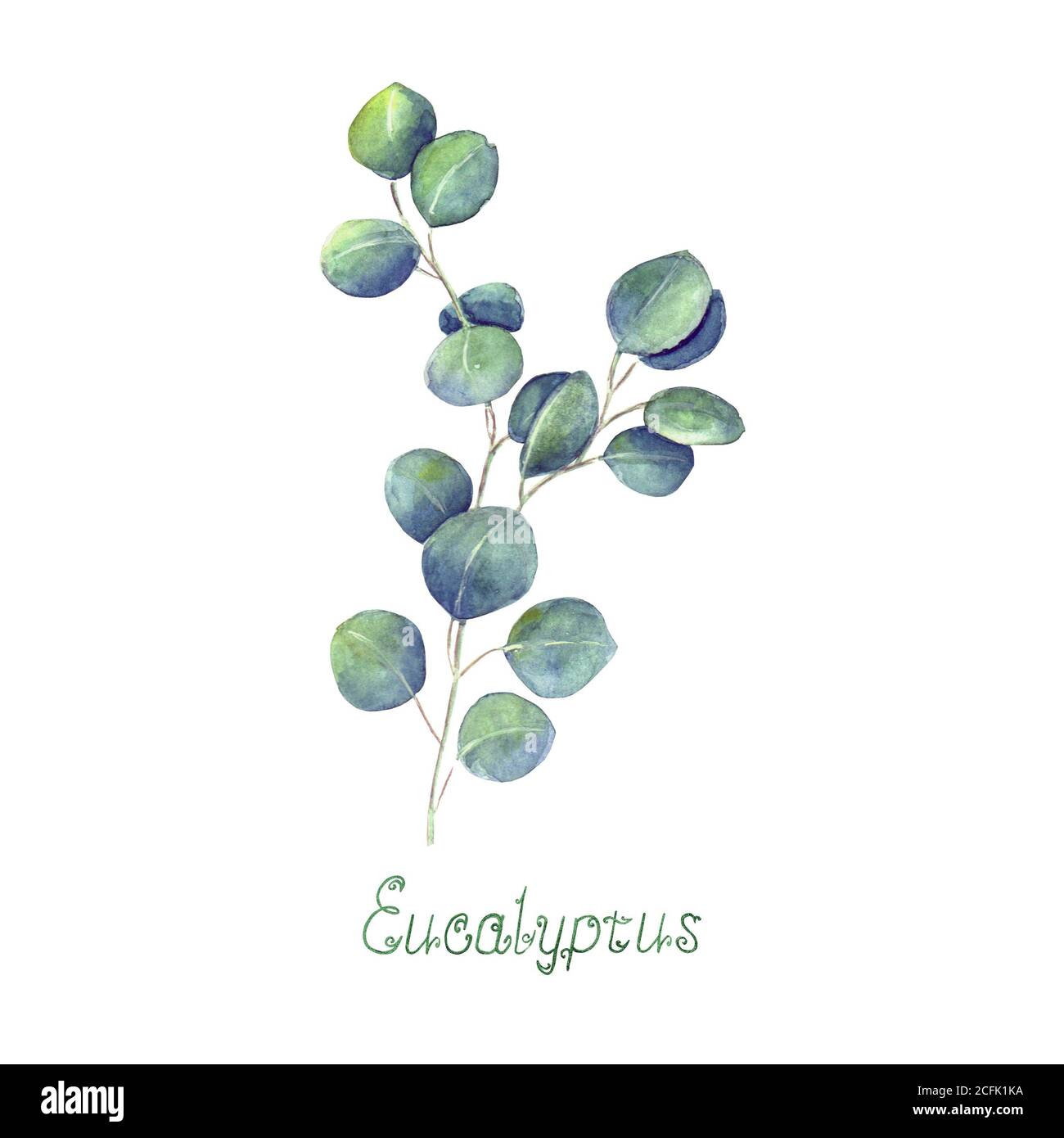 Eucalyptus leaves and branch blue green isolated on white background