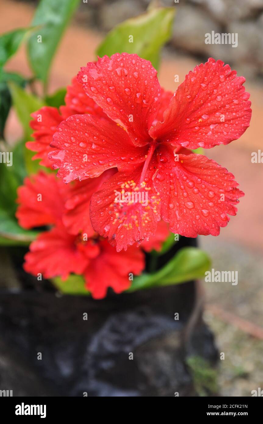 Flowers in Port Vila, Vanuatu Stock Photo Alamy