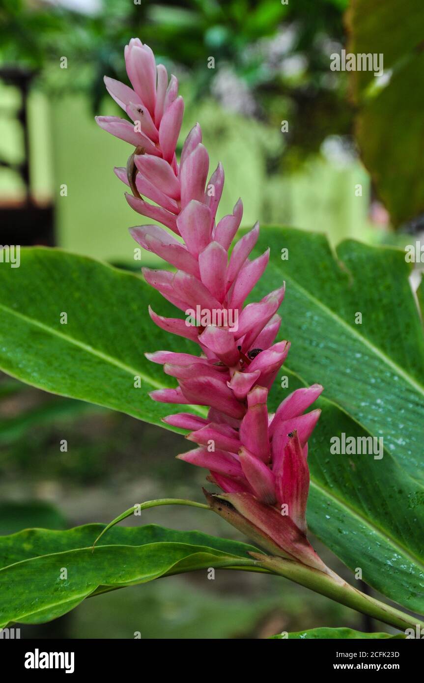 Explore vanuatu hires stock photography and images Alamy
