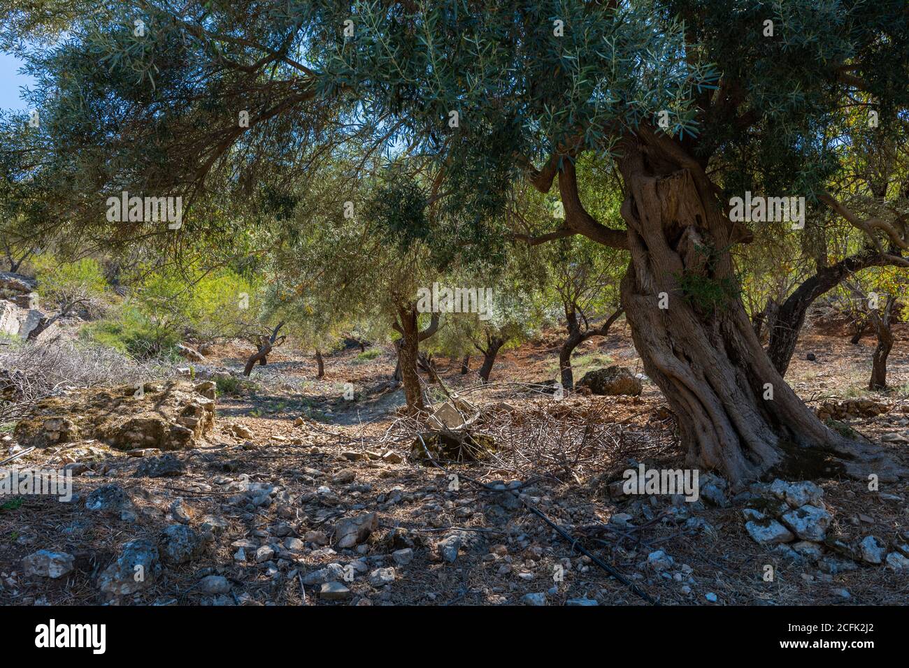 A olive grove in Greece. A important food source and cash crop in its production of olive oil. Stock Photo