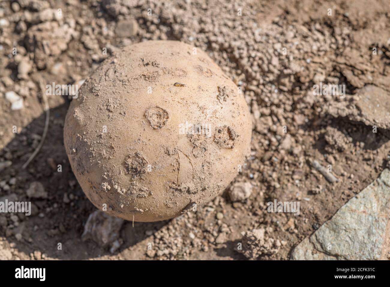 Disease damage / diseased potato. Possibly this is Powdery Scab disease. Scabby potato. Stock Photo