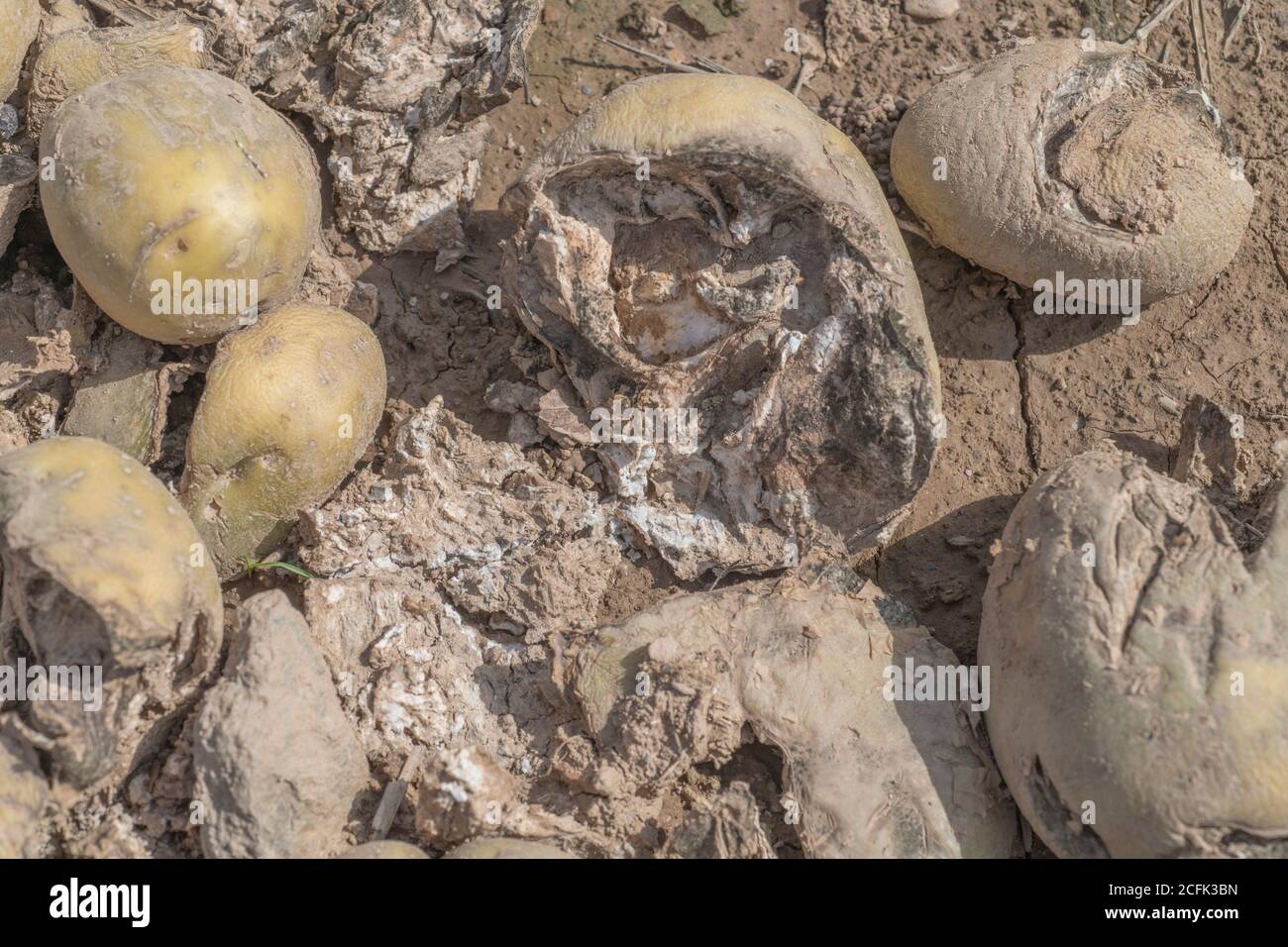 Disease damage / diseased potato. Uncertain whether this is the aftermath of potato Dry Rot, or dried out blighted potatoes. Stock Photo