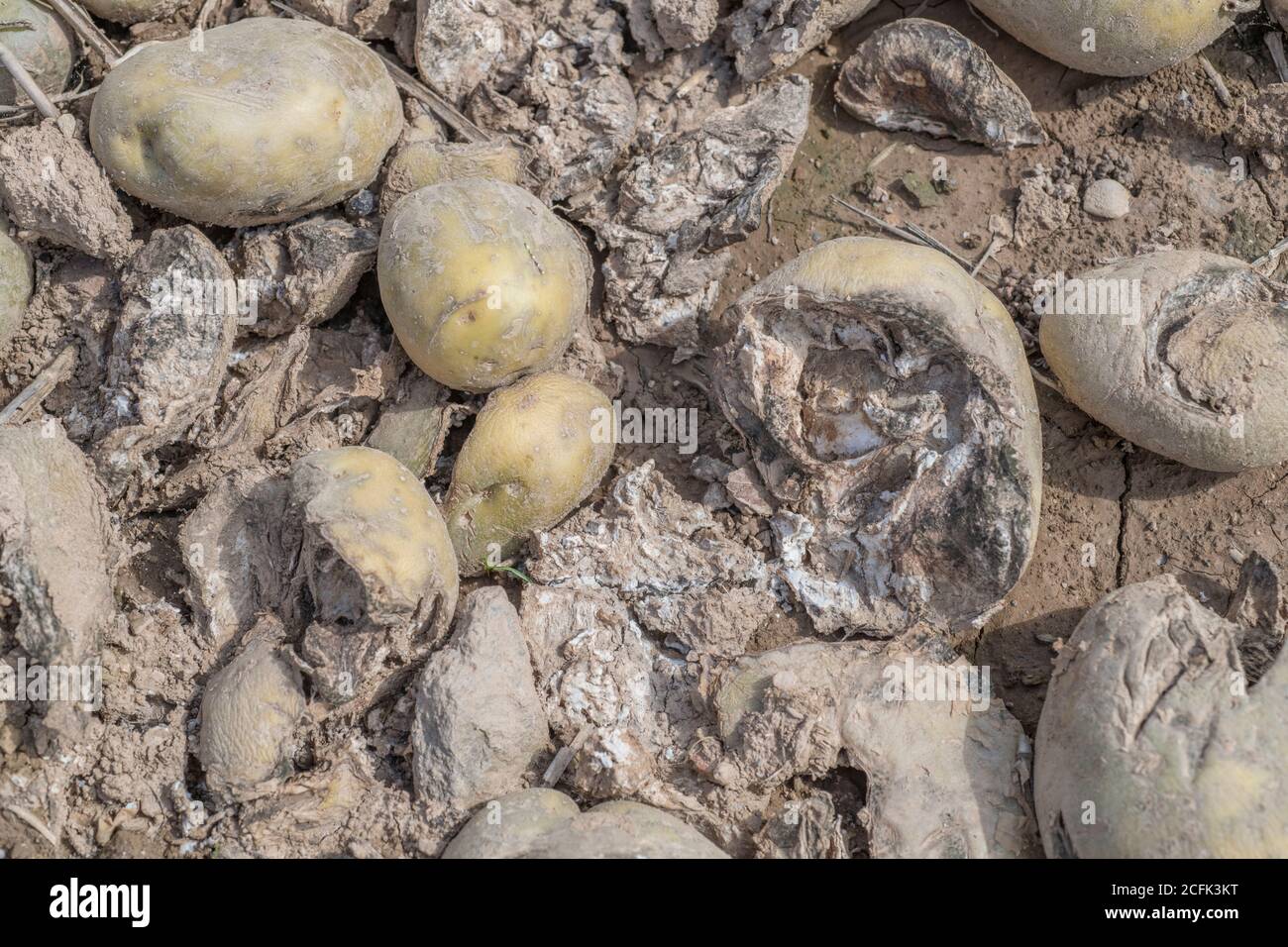 Disease damage / diseased potato. Uncertain whether this is the aftermath of potato Dry Rot, or dried out blighted potatoes. Rotten potato. Stock Photo