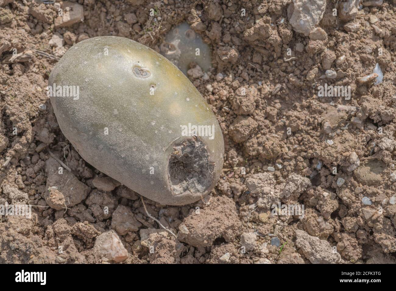 Disease damage / diseased potato. Possibly the effect of Potato Gangrene once potato killed off, but uncertain. Rotten potato. Stock Photo