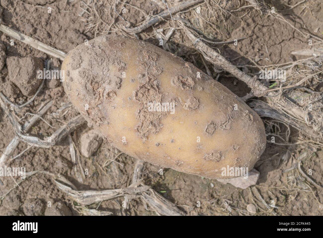 Disease damage / diseased potato. Possibly this is Powdery Scab disease. Scabby potato. Stock Photo