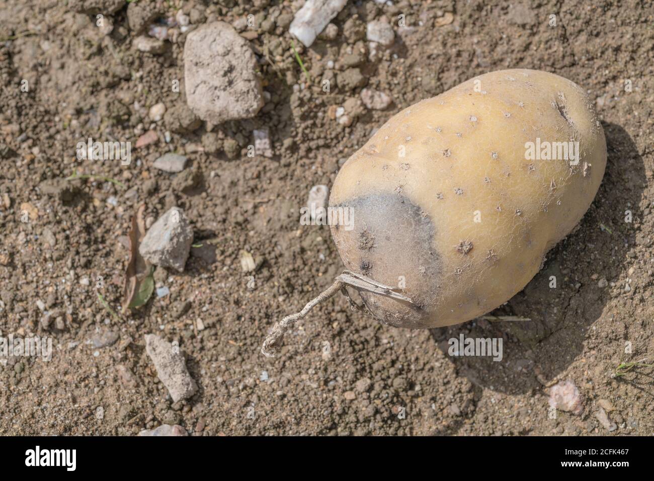 Disease damage / diseased potato. Perhaps the first outward signs of bacterial potato Soft Rot, but uncertain. Stock Photo