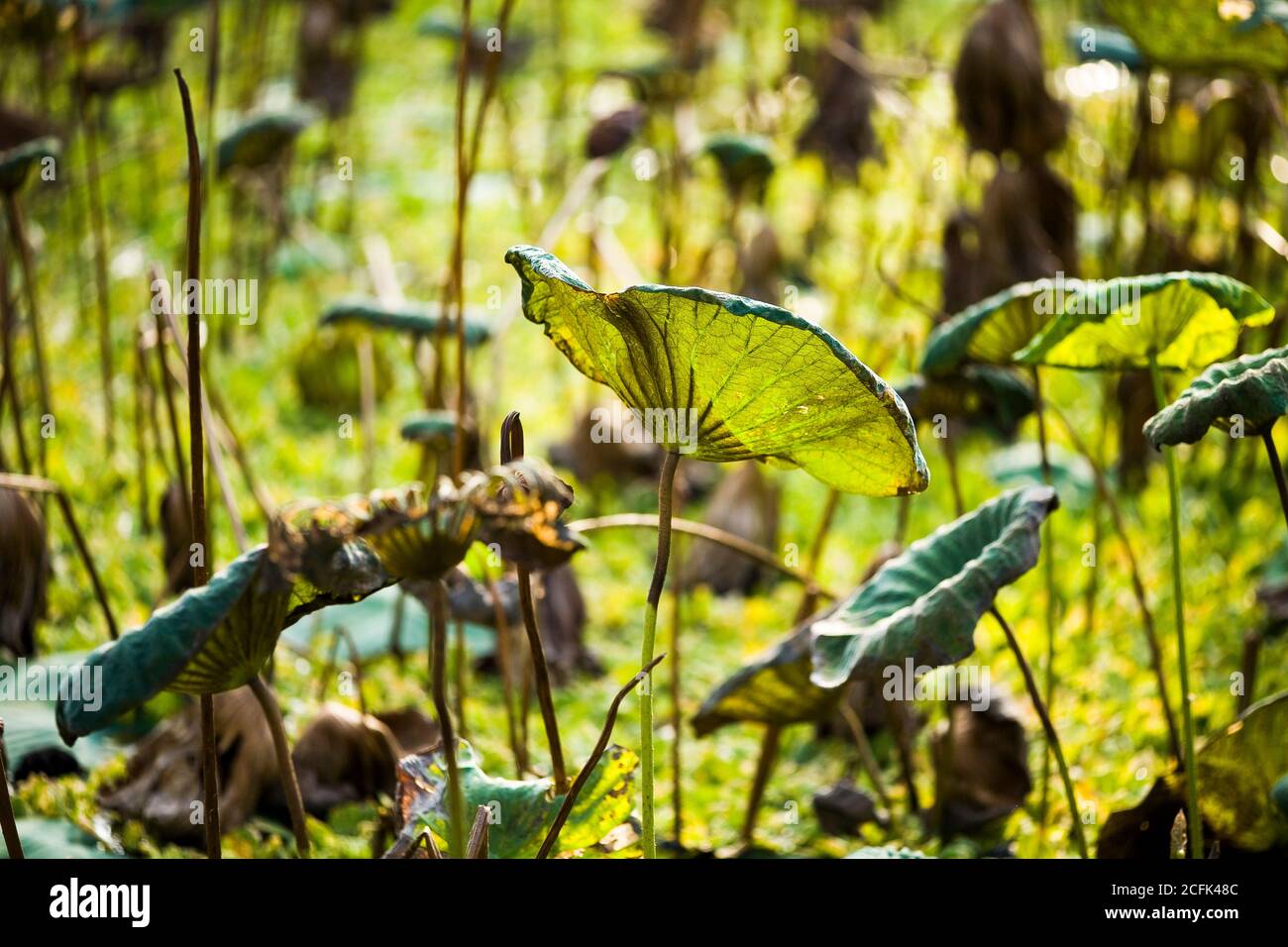 Withered lotus leaf in the autumn pond Stock Photo - Alamy