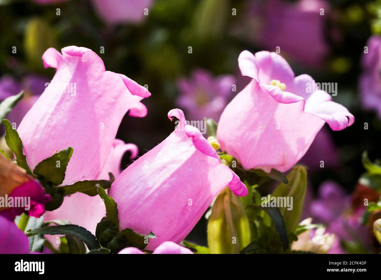 Canterbury bells campanula medium hires stock photography and images