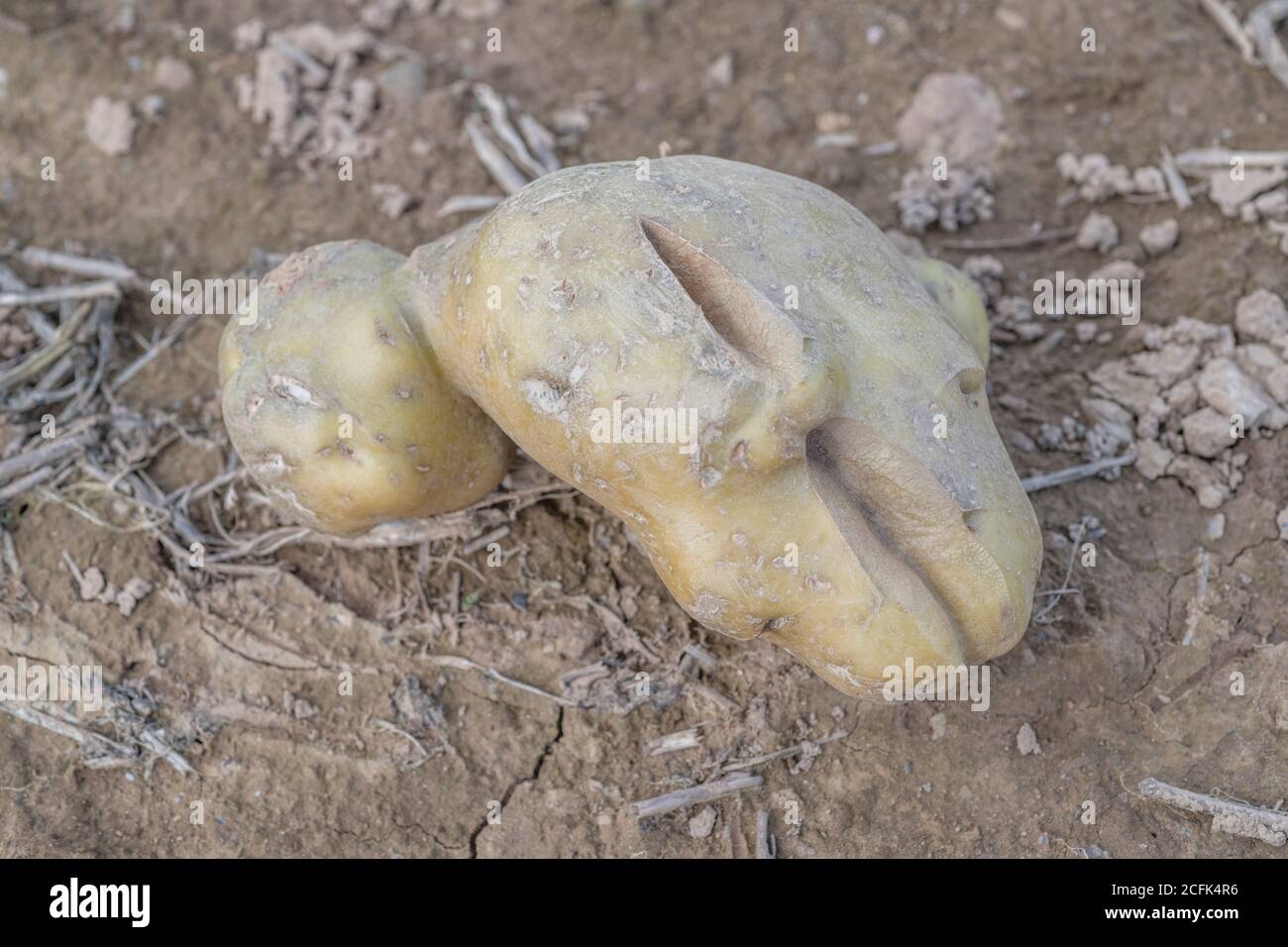 Damaged potato crop / potato tuber. Discarded cropped potato showing growth cracks, physiological deformation which form during the growing season. Stock Photo