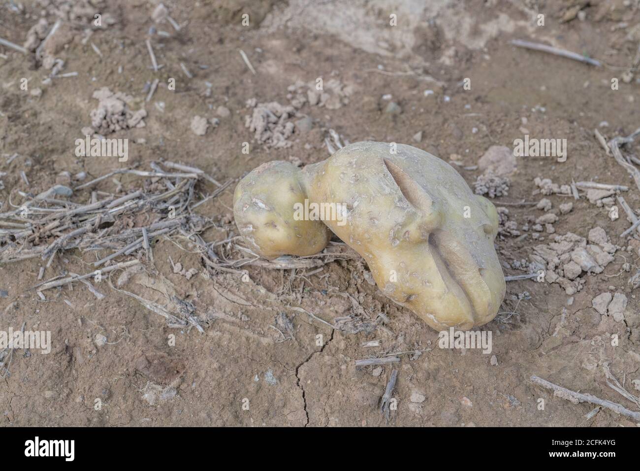 Damaged potato crop / potato tuber. Discarded cropped potato showing growth cracks, physiological deformation which form during the growing season. Stock Photo