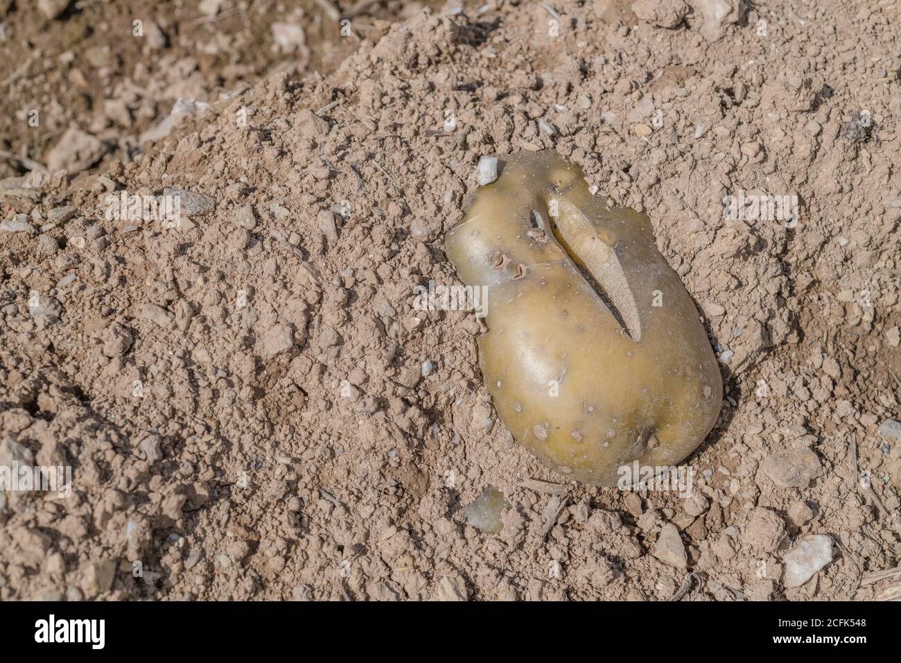 Damaged potato crop / potato tuber. Discarded cropped potato showing growth cracks, physiological deformation which form during the growing season. Stock Photo