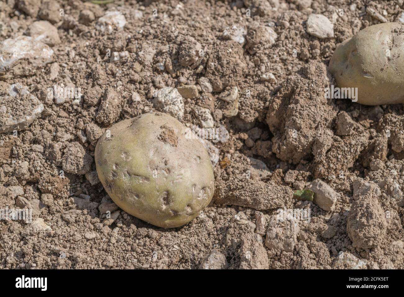 Damaged potato crop / potato tuber. Discarded potato appears to have impressions in skin that look as if it has been pressed by stones in soil. Stock Photo