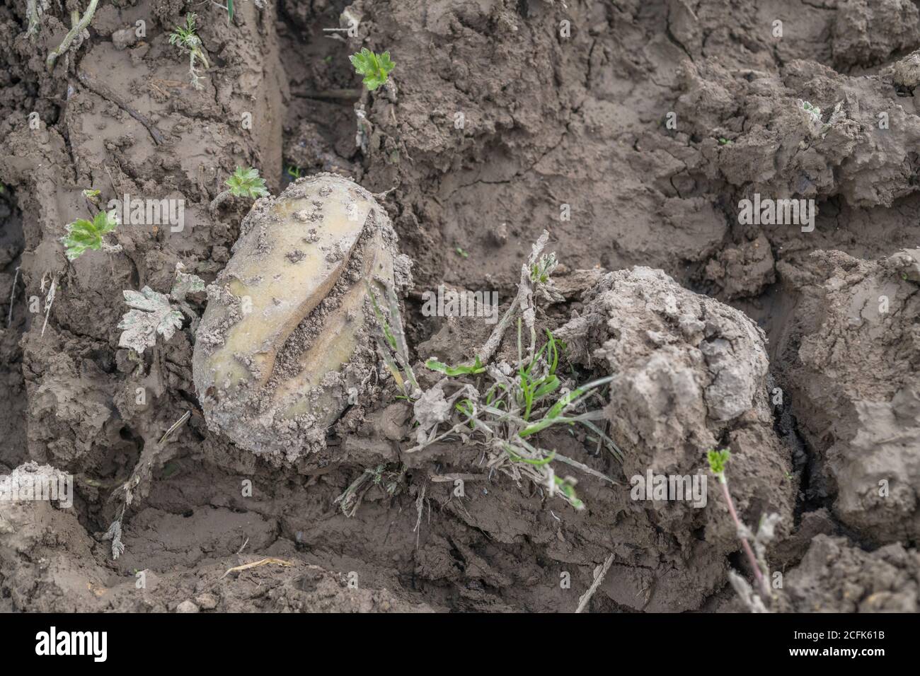 Damaged potato crop / potato tuber. Discarded cropped potato showing growth cracks, physiological deformation which form during the growing season. Stock Photo