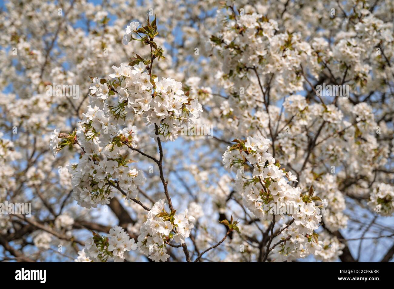 Close up of the cherry blossoms in Yoyogi Park. Stock Photo