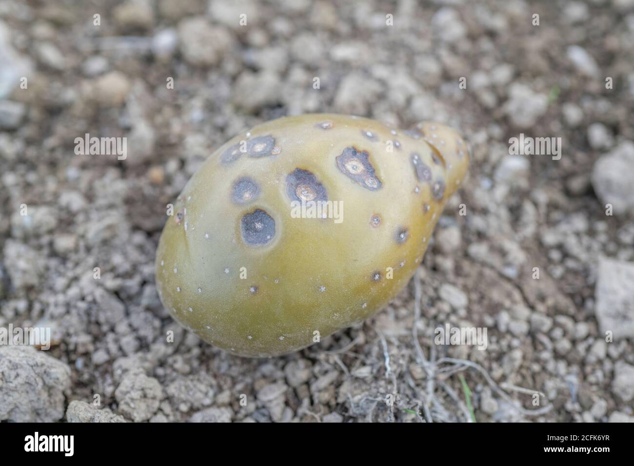 Disease damage / diseased potato. Possibly this is Pit Rot. Stock Photo