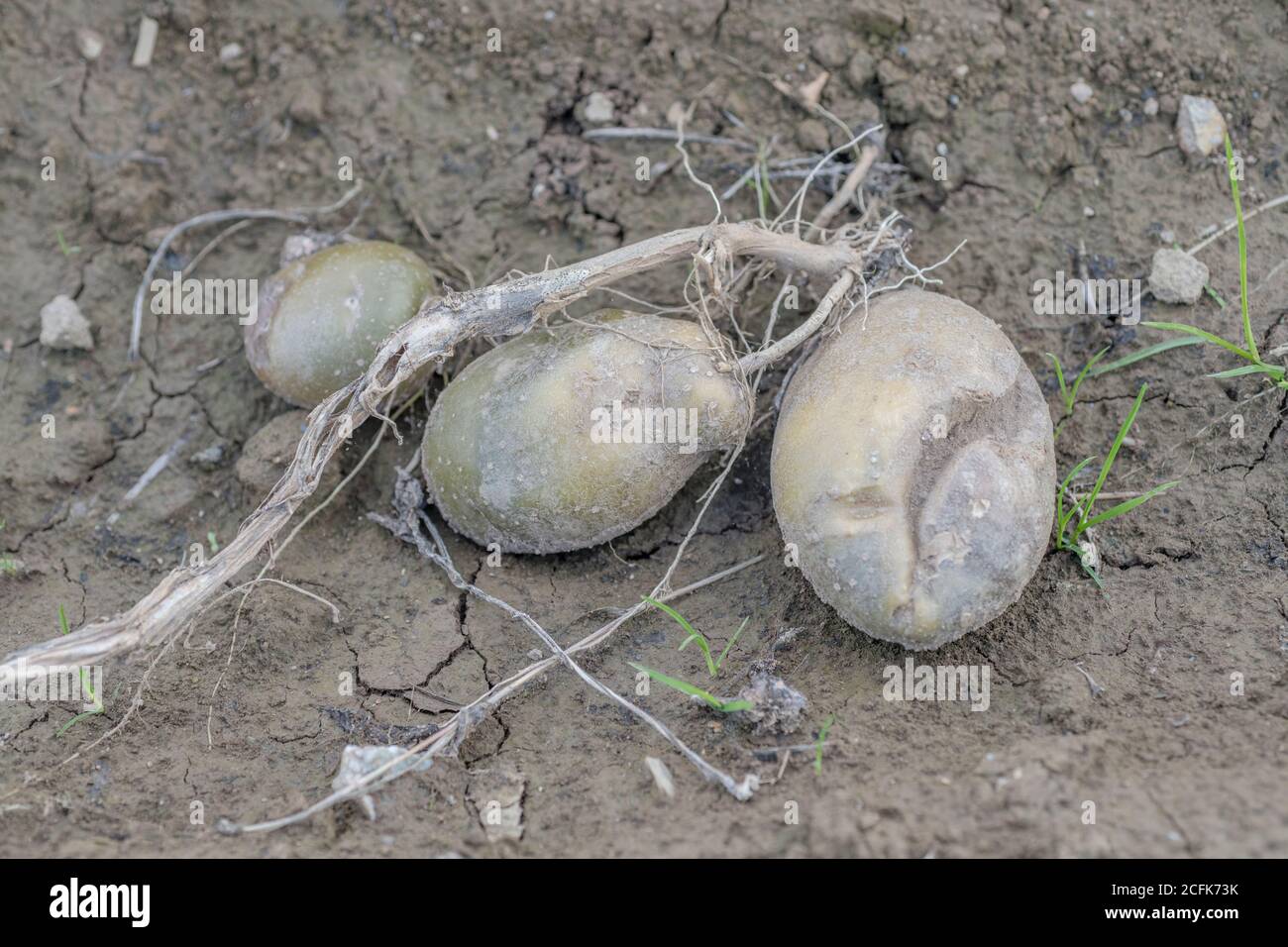 Disease damage / diseased potatoes lying on soil in field. One showing some growth cracks, others have mild potato disease. Stock Photo