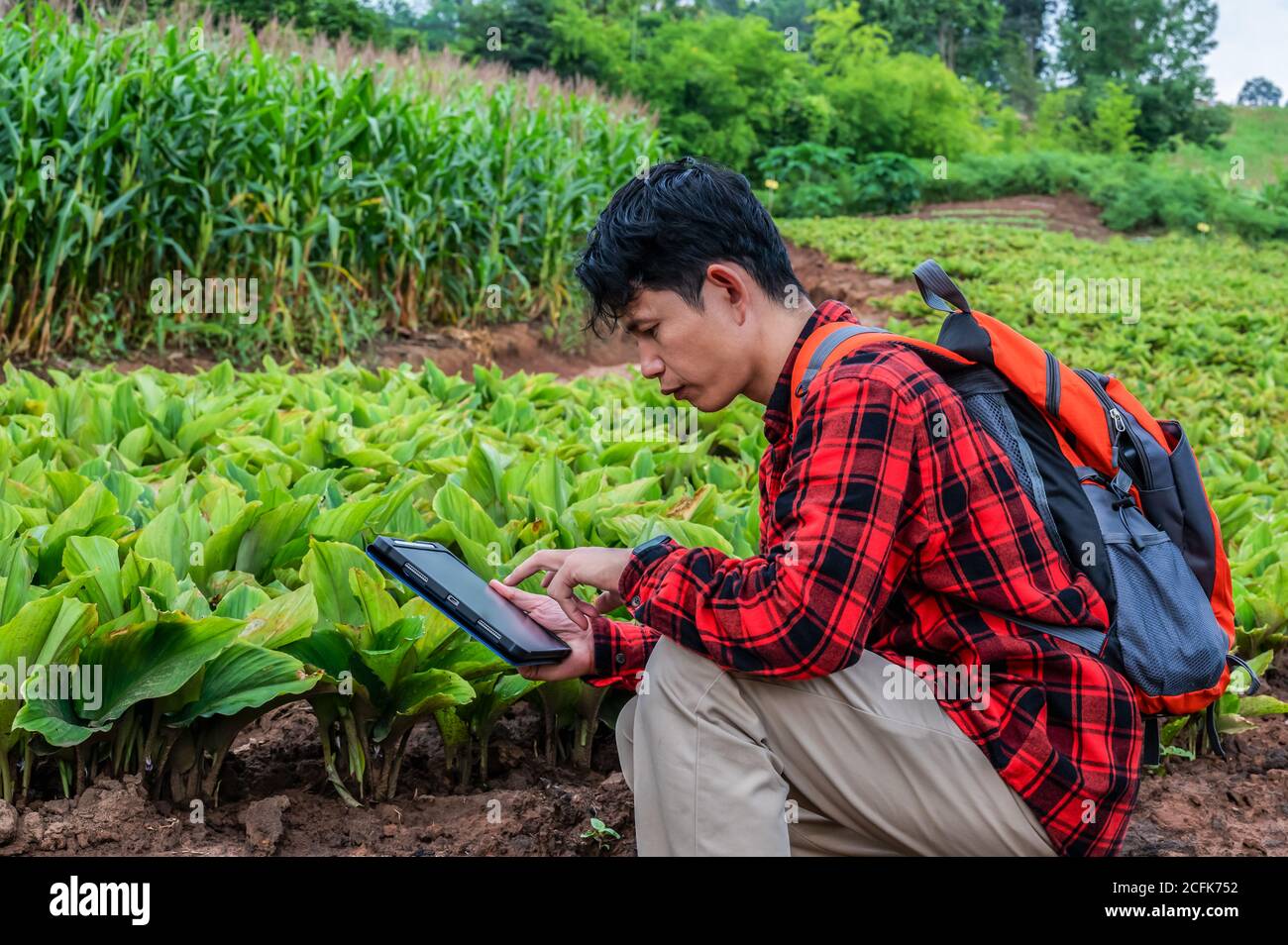Agronomist using technology app a tablet checking grow analysis by tablet in farm agriculture field Stock Photo