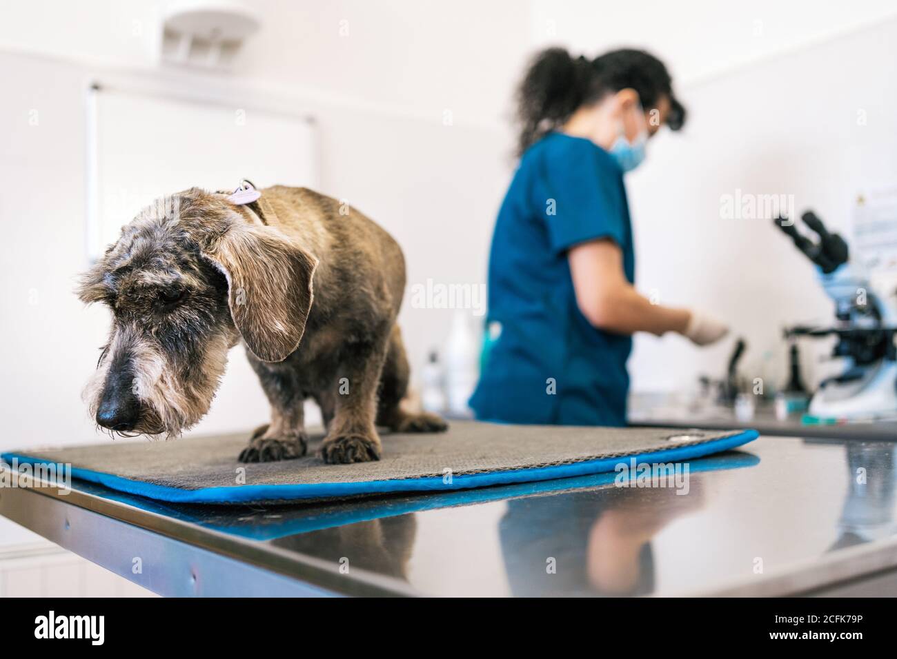 unrecognizable doctor examining senior dog on table during appointment in modern veterinary clinic Stock Photo